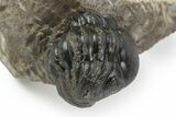 Amazing, Tower Eyed Erbenochile Trilobite - Morocco #241438-6